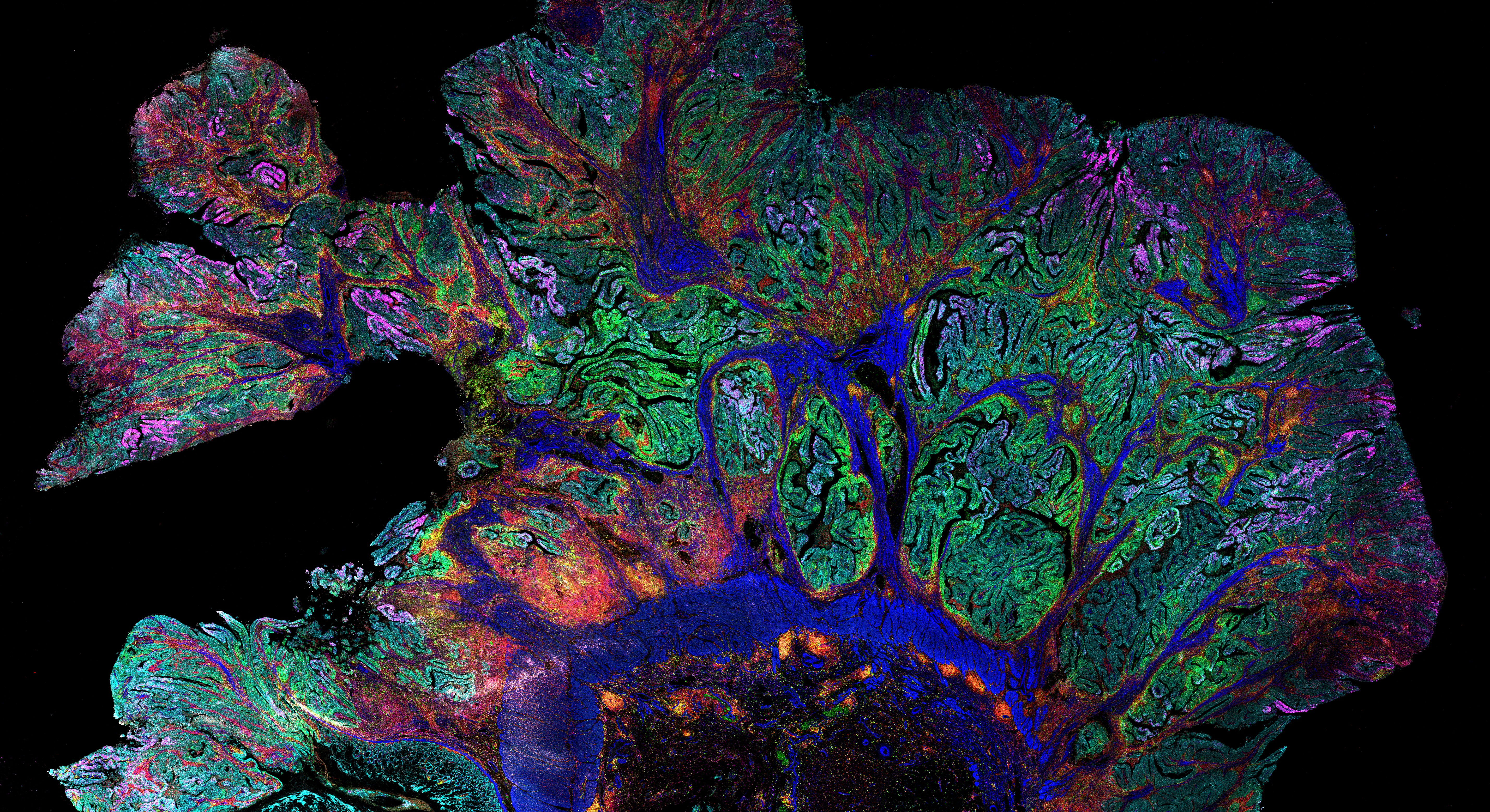 スタンダード・バイオツールズ Hyperion XTi イメージングシステム